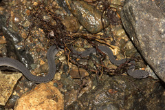 Xenodermus javanicus