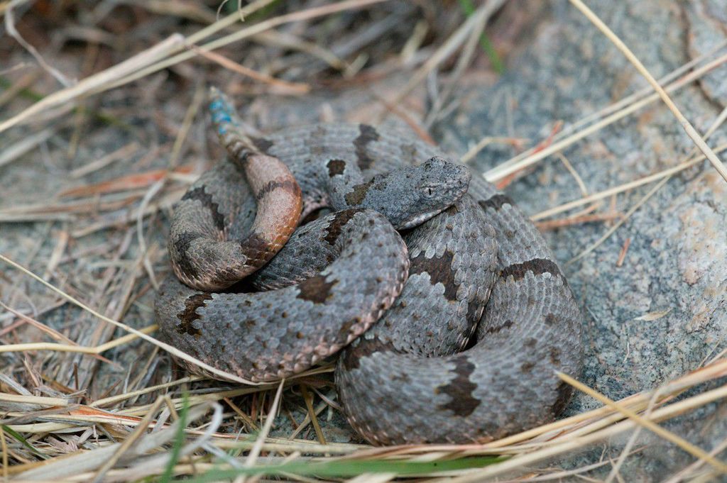 Banded Rock Rattlesnake in July 2008 by Kory Roberts · iNaturalist
