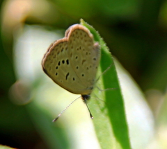 Zizeeria knysna knysna