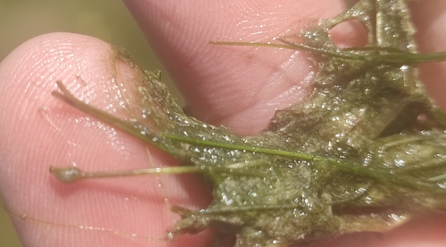 widgeongrass