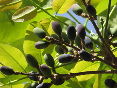 Canarium australianum