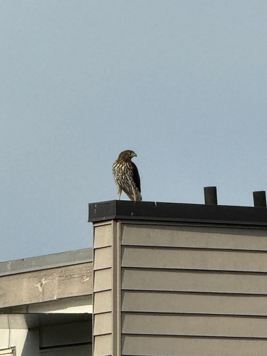 Cooper's Hawk