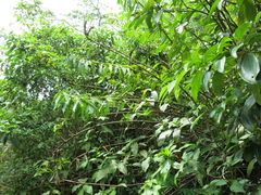 Dimerocostus argenteus