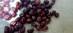 Vigna angularis angularis