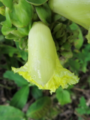 Dimerocostus argenteus