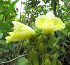 Dimerocostus argenteus