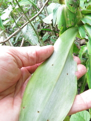 Dimerocostus argenteus