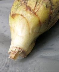 Dimerocostus argenteus