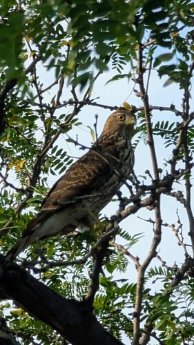 Cooper's Hawk photographed in Utah