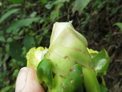 Dimerocostus argenteus