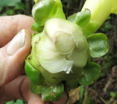 Dimerocostus argenteus