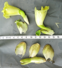 Dimerocostus argenteus