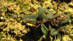 Spigelia genuflexa
