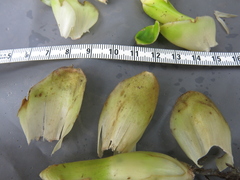 Dimerocostus argenteus