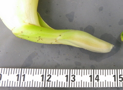 Dimerocostus argenteus