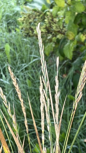 Quack Grass