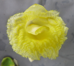 Dimerocostus argenteus