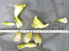 Dimerocostus argenteus