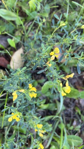 sickle alfalfa