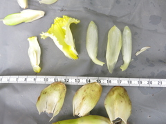 Dimerocostus argenteus