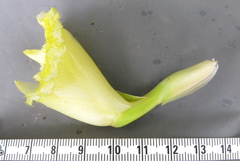 Dimerocostus argenteus