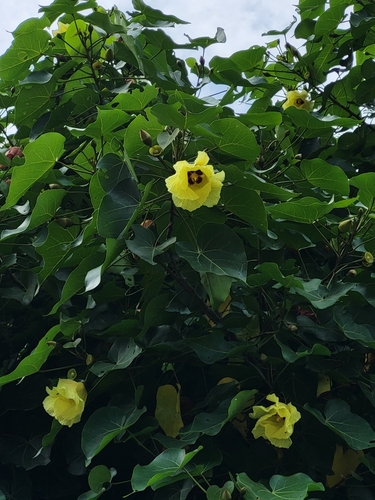 Indian tulip tree