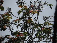 Canarium australianum