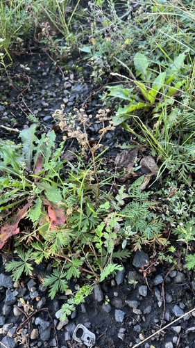 Potentilla tergemina