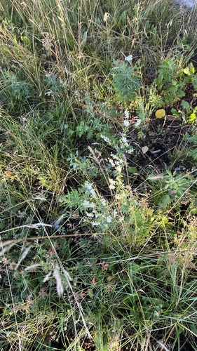 White Sweetclover