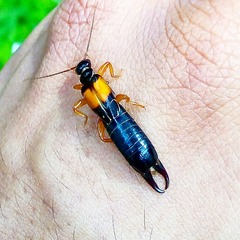 Carcinophora americana