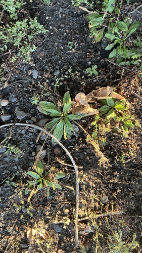Chinese plantain