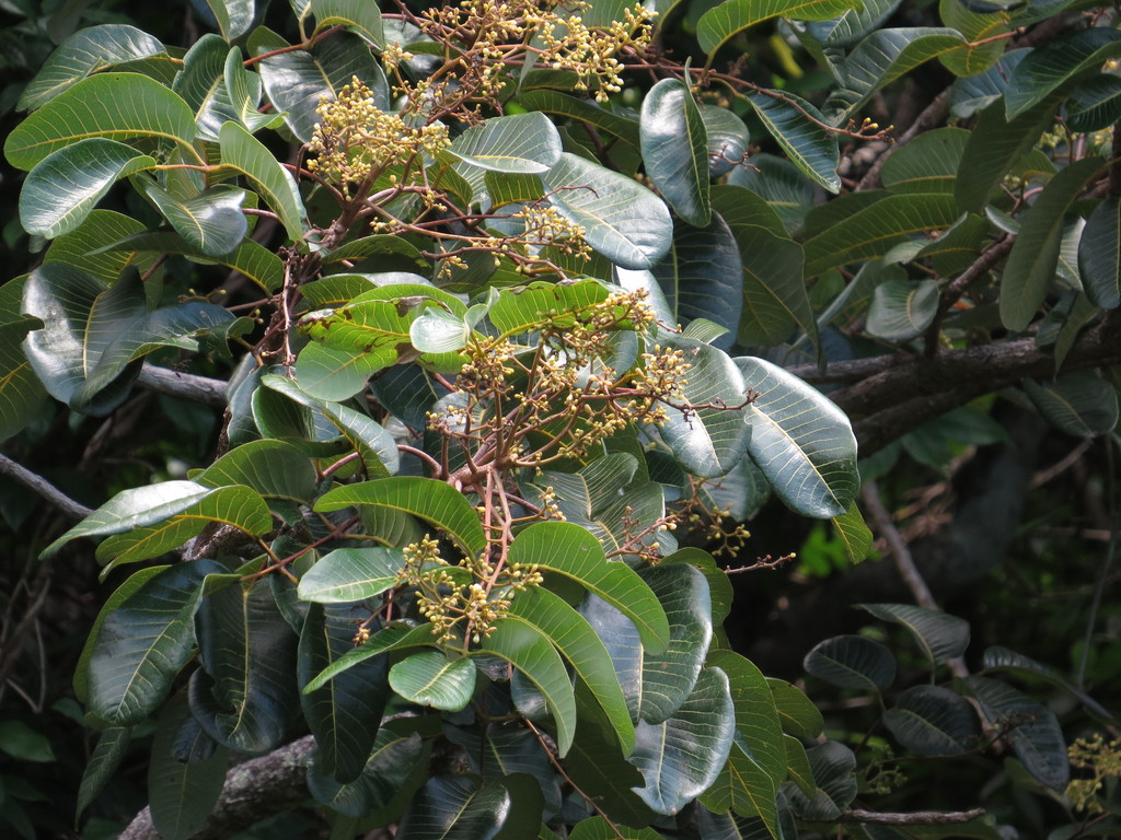 Scrub Turpentine