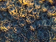 Echeveria elegans