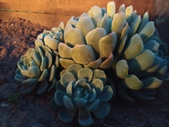 Echeveria elegans