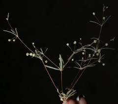 Hypertelis umbellata