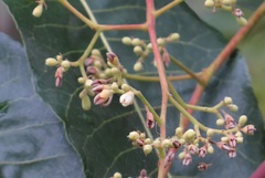 Canarium australianum