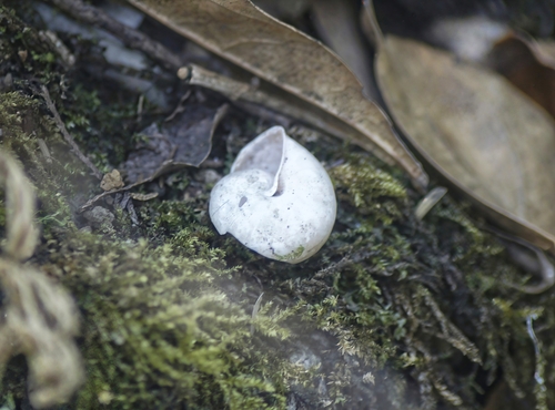 Camaena hemiclista