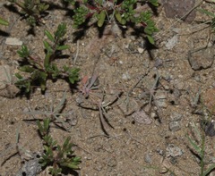 Hypertelis umbellata