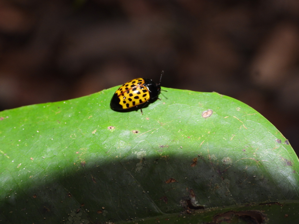 Iphiclus dorsalis