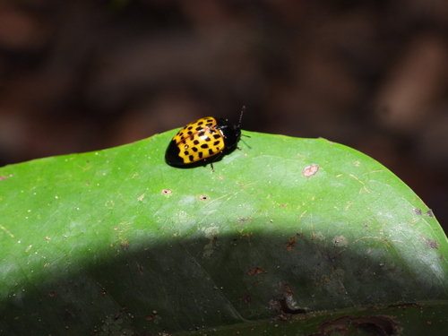 Iphiclus dorsalis