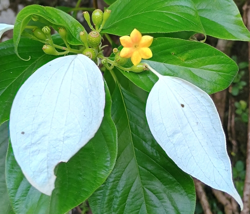 Mussaenda raiateensis observed 2025-06-06
