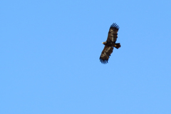 Aquila nipalensis