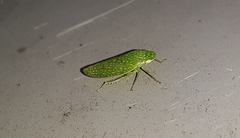 Rugosana