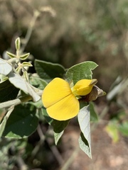 Rhynchosia nitens