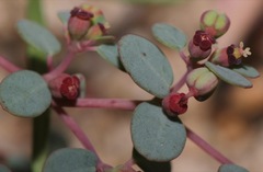 Euphorbia simulans