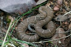 Crotalus willardi willardi