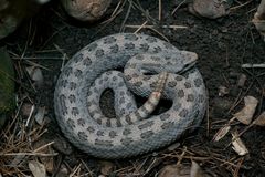 Crotalus pricei