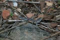 Sceloporus slevini