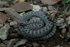 Crotalus pricei