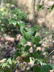 Jamesbrittenia grandiflora